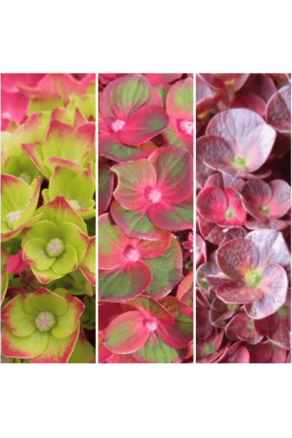 Hydrangea macrophylla Ребеліон Шоко Лав сезонне забарвлення квітів